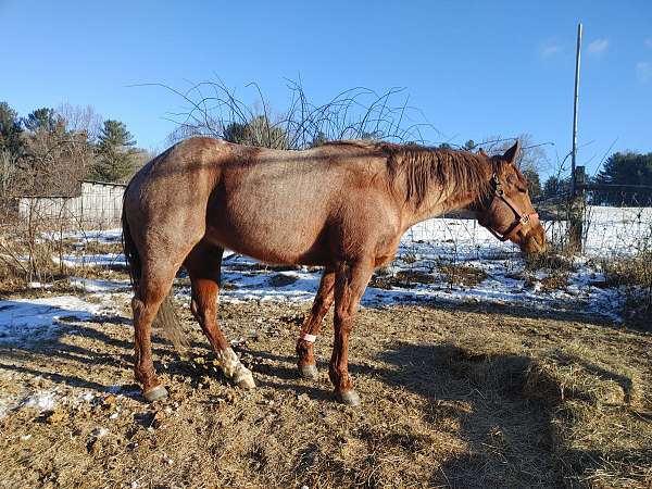 reining-quarter-horse