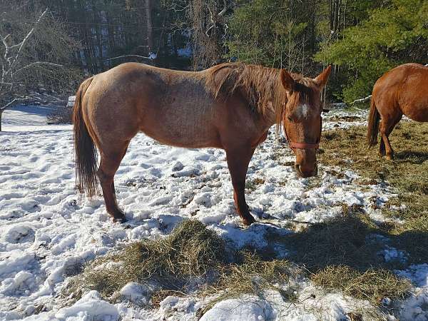 barrel-racing-quarter-horse