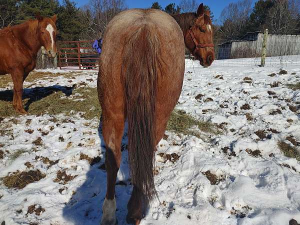 breeding-quarter-horse