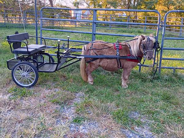 driving-miniature-horse