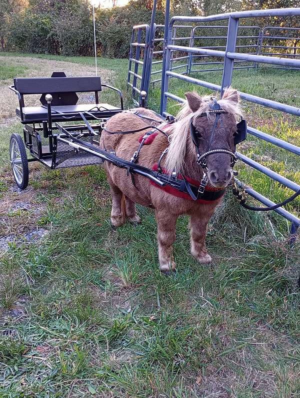 driving-gelding