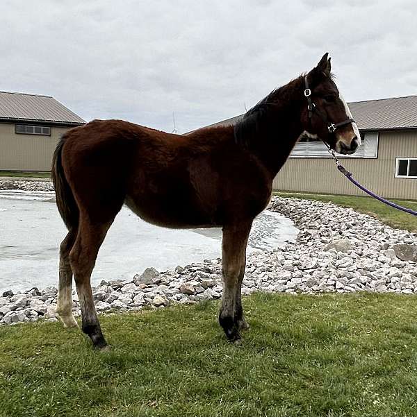 dutch-warmblood-colt