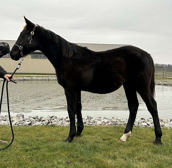 hanoverian-colt