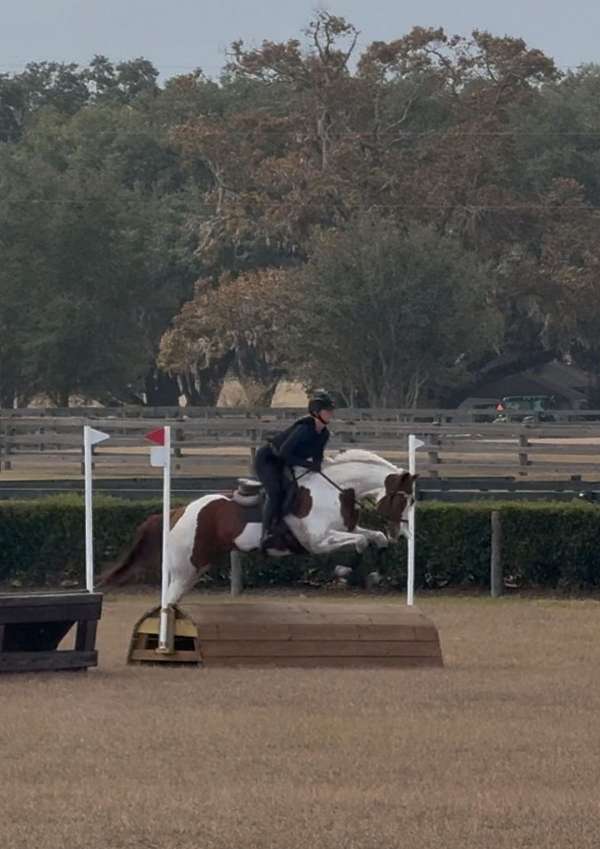 tobiano-chestnut-paint-horse