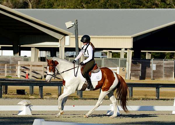 tobiano-chestnut-paint-horse