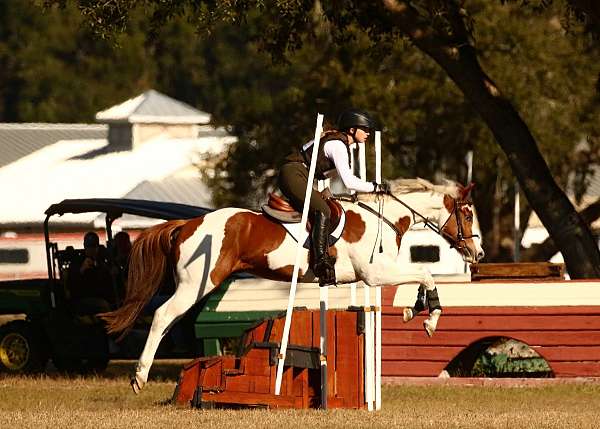 all-around-paint-horse