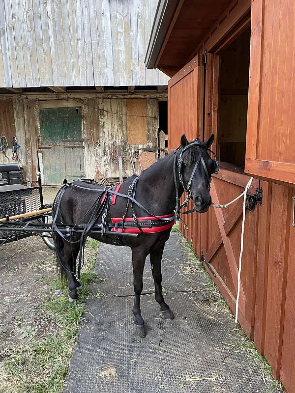 shetland-pony-mare