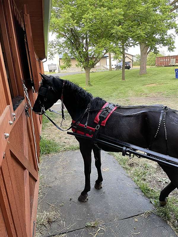 shetland-pony-for-sale