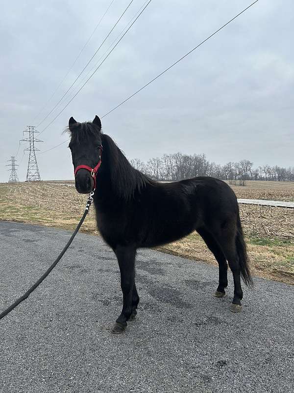 shetland-pony-mare