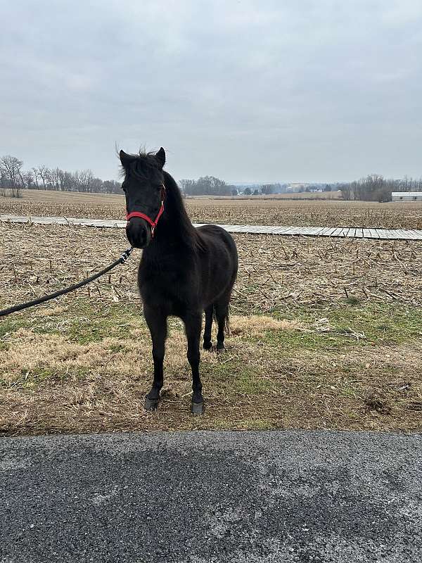 shetland-pony-for-sale