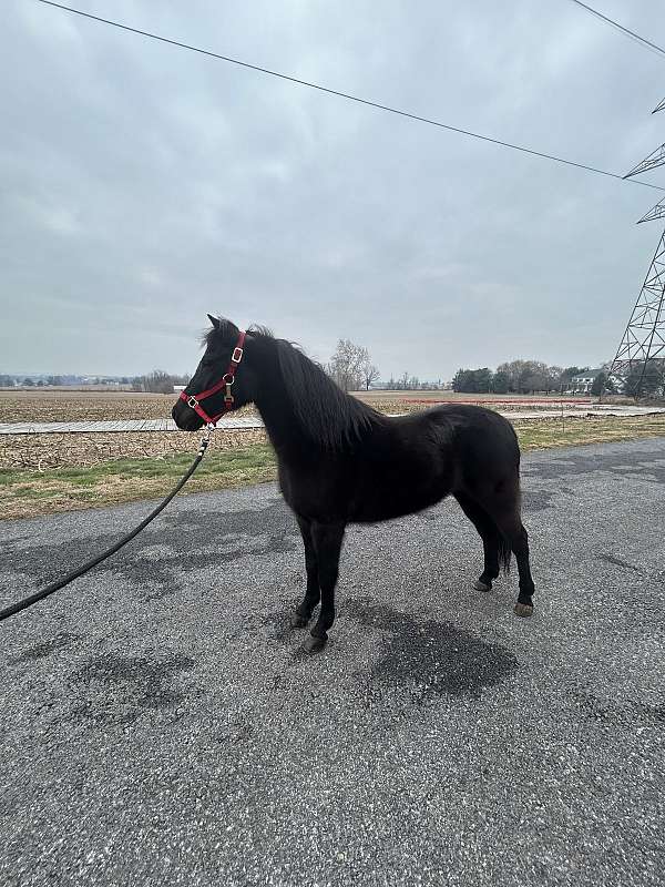 black-mare-shetland-pony