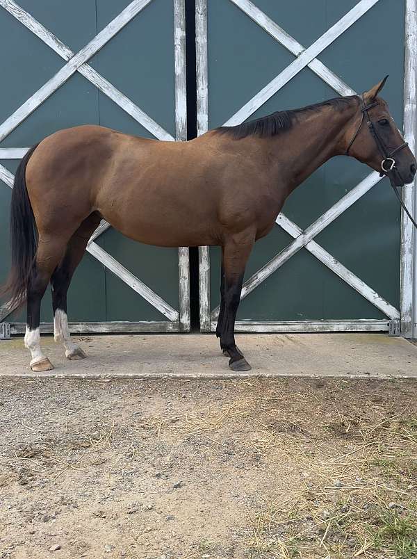 bay-warmblood-mare