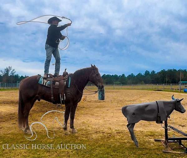 great-stop-missouri-fox-trotter-horse