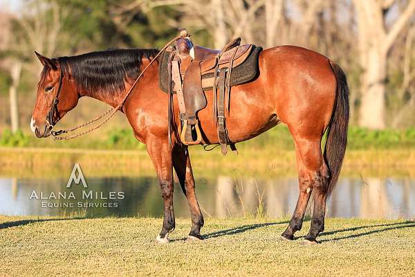 bay-quarter-horse-mare