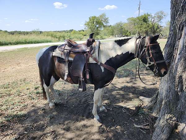 paint-gelding