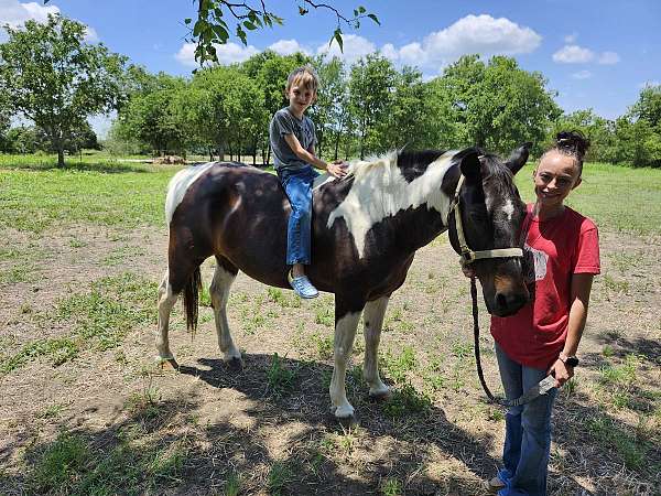 paint-horse-for-sale