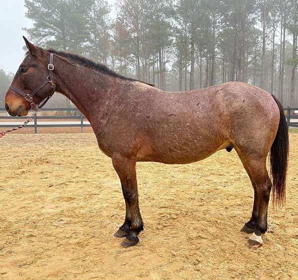 bay-roan-quarter-horse-gelding