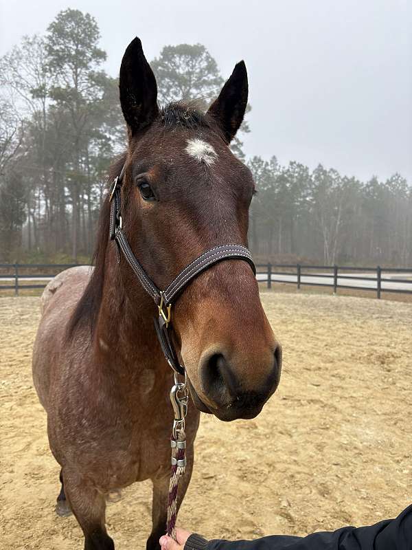 15-hand-quarter-horse-gelding