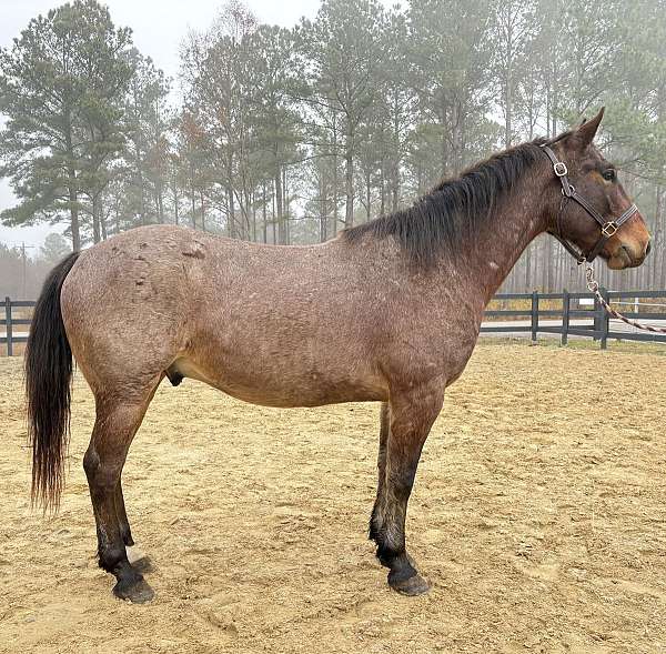 bay-roan-gelding-for-sale