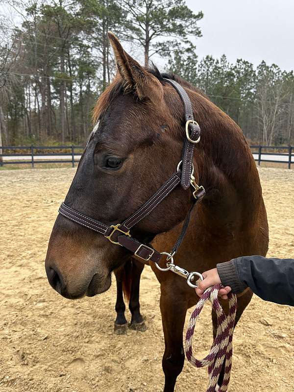 15-hand-quarter-horse-gelding