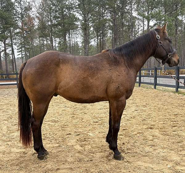 bay-quarter-horse-gelding