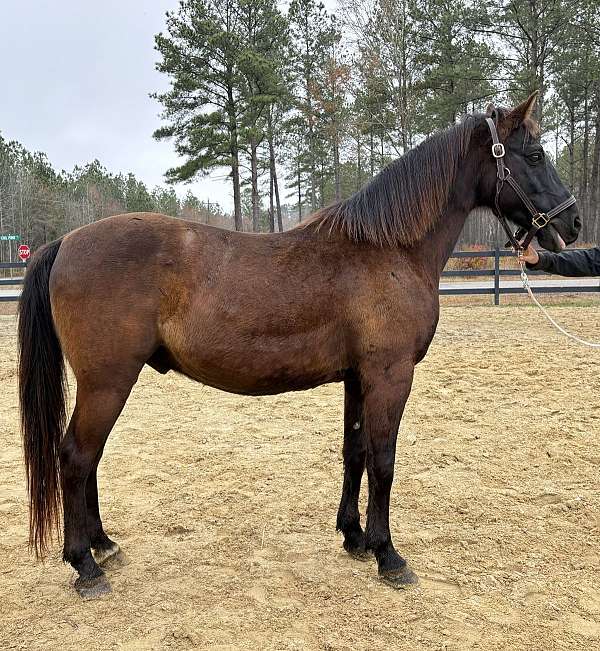 black-quarter-horse-gelding