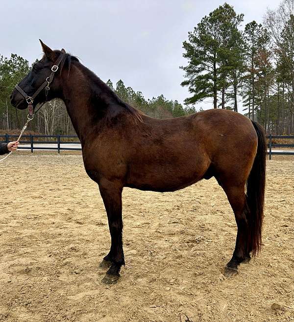 black-gelding-for-sale