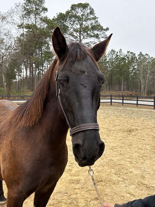 14-hand-quarter-horse-gelding