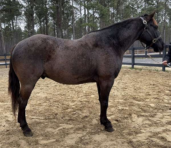 blue-roan-quarter-horse-gelding