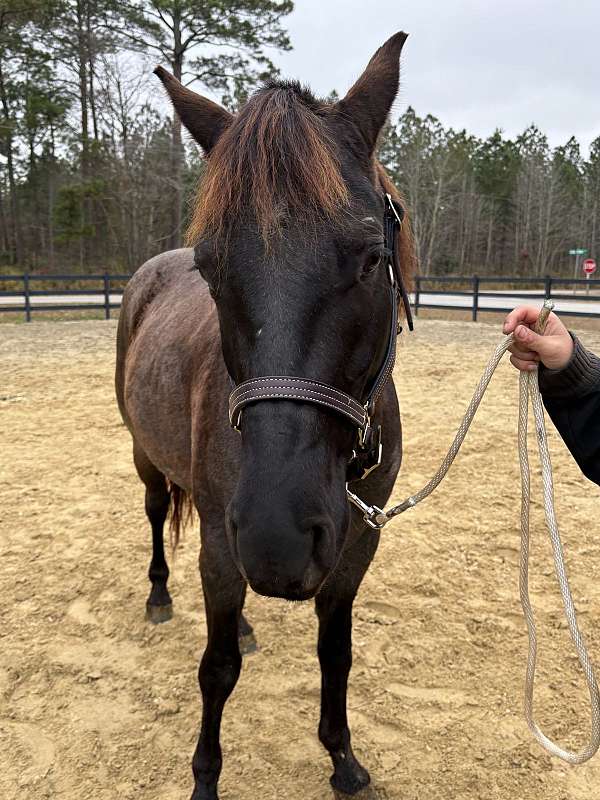 blue-roan-aqha-horse