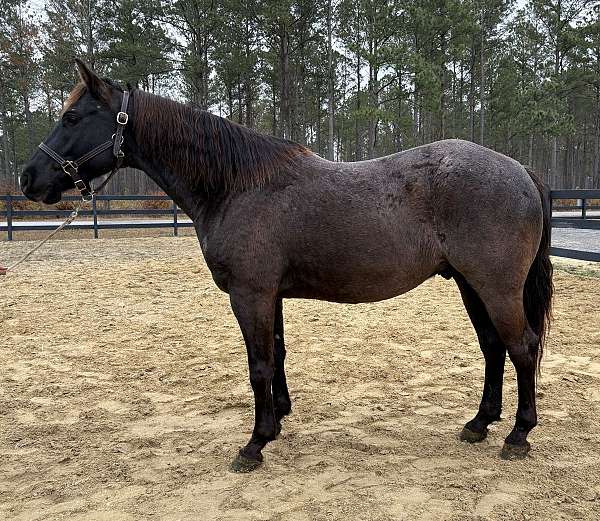 blue-roan-aqha-gelding