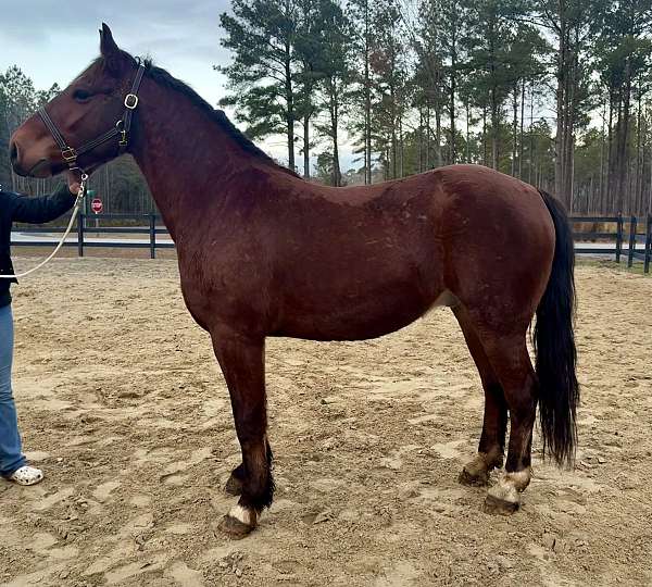 haflinger-morgan-gelding