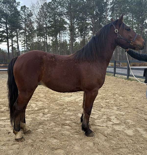 haflinger-morgan-horse-for-sale