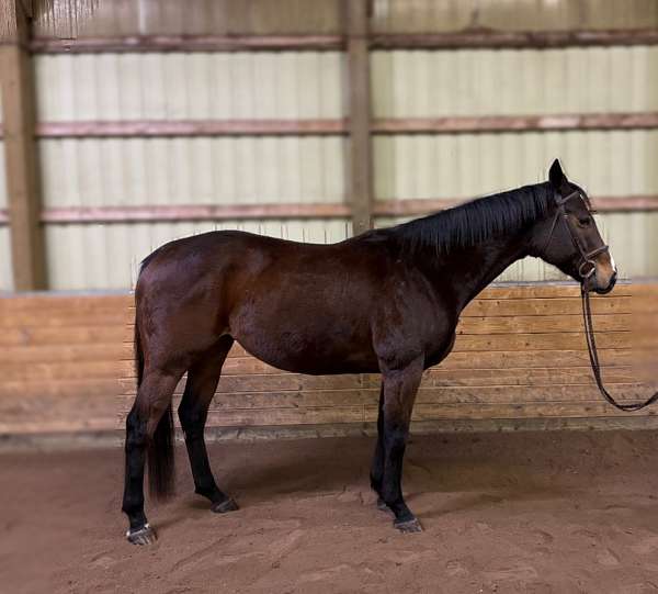 blaze-snip-of-white-on-head-horse