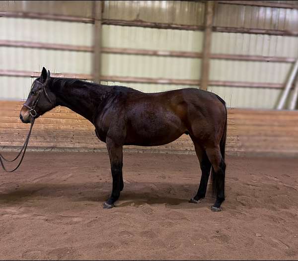 bay-blaze-snip-of-white-on-head-horse