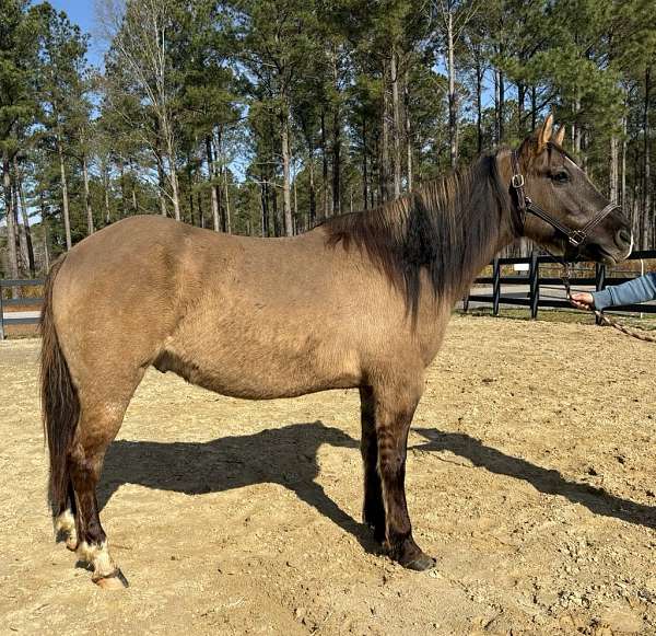 grulla-gelding-for-sale