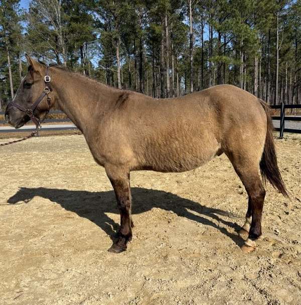 grulla-quarter-horse-gelding