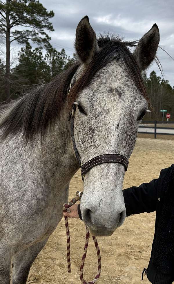 15-hand-quarter-horse-gelding