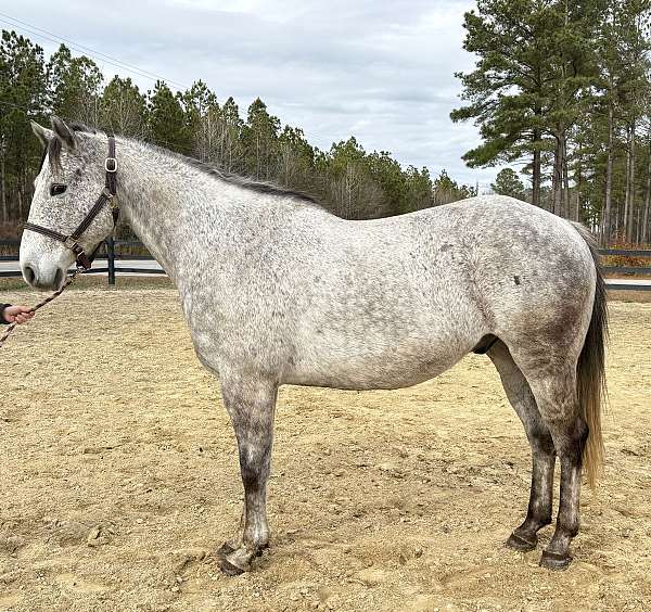 grey-quarter-horse-gelding