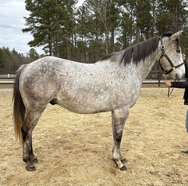 grey-gelding-for-sale