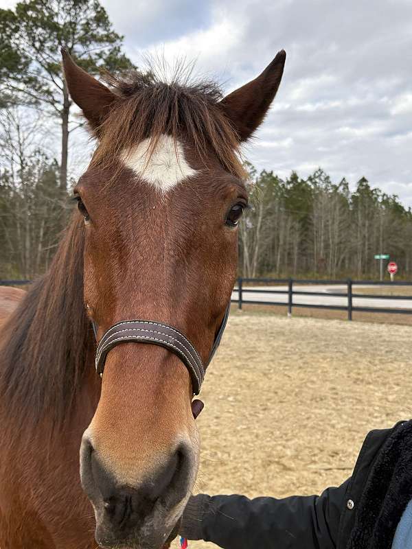 15-hand-draft-gelding