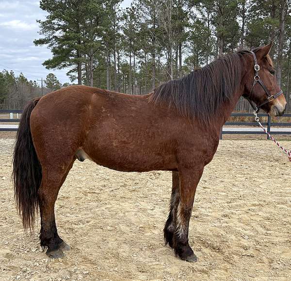 bay-draft-gelding