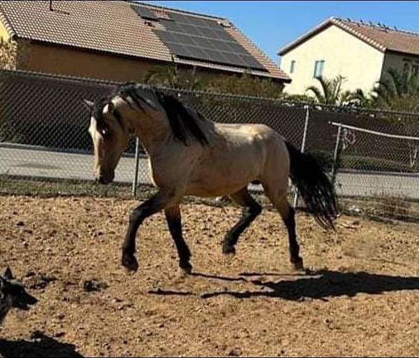 andalusian-horse