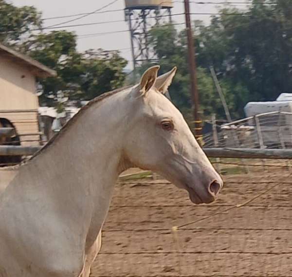 isabelo-perlino-andalusian-horse