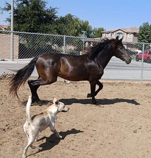 andalusian-stallion