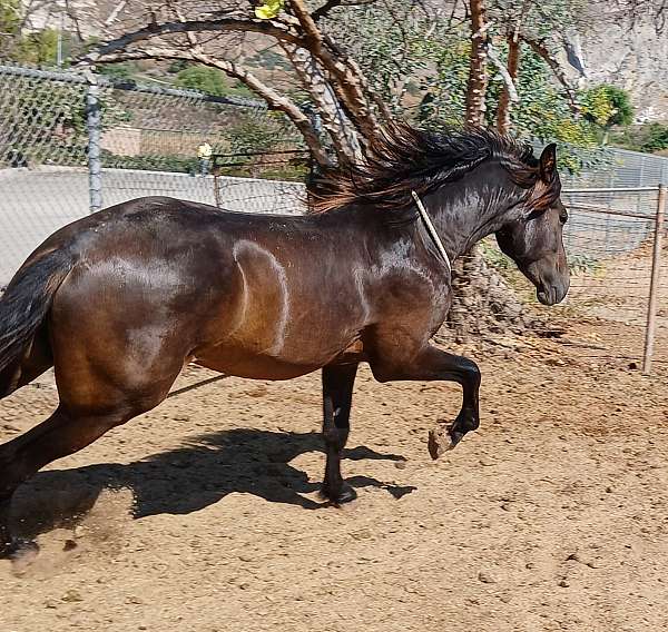 andalusian-horse