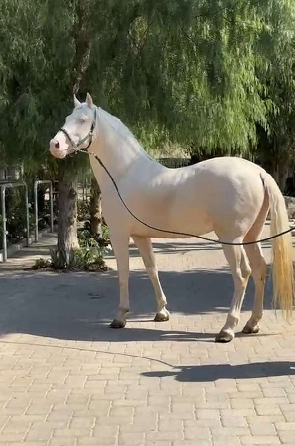 andalusian-stallion