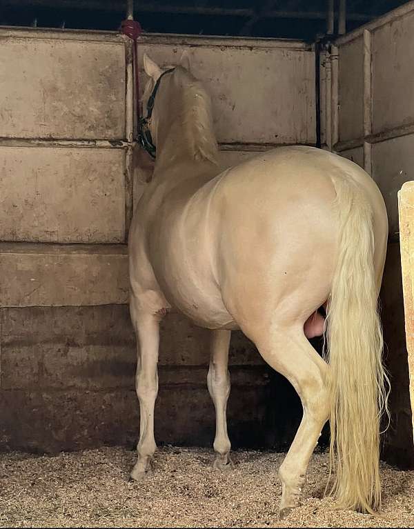 andalusian-horse-for-sale