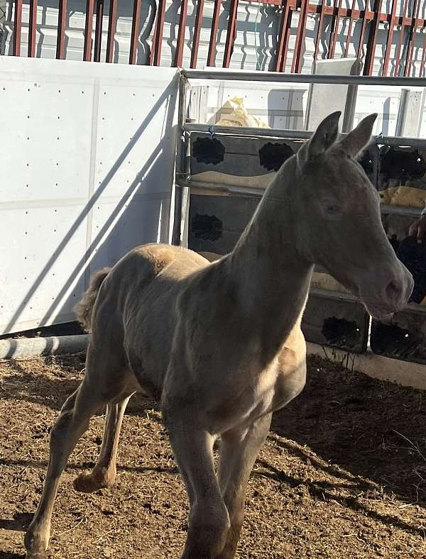 andalusian-horse