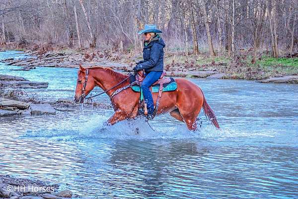 bright-sorrel-horse